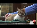 Pet Pals: Fine time for Pumpkin the kitten