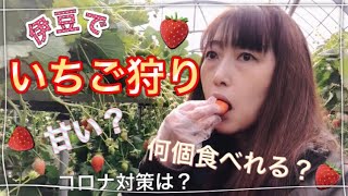 【伊豆/伊東】いちご狩り/美味しすぎてもう市販のいちごはムリかもしれない #vlog #苺 #食べ比べ #伊東 #いちご