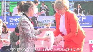 2015.10.17 Yongin Dog Show (23)