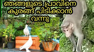 monkey catched pigeon|ഞങ്ങളുടെ പ്രാവിനെ കുരങ്ങ് പിടിക്കാൻ വന്നപ്പോൾ