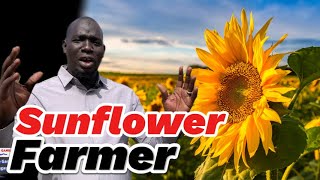 Growing Sunflower in The Gambia