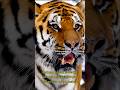 Harimau penghuni hutan #shorts #short #shortvideo #animals #edukasianak