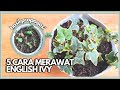 5 Cara Mudah Merawat Tanaman English Ivy(Hedera Helic)& Propagasi