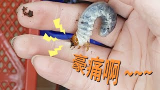 【山林蟲坊】阿卡巴及猶太深山幼蟲開箱換土 | Unboxing and Changing Sawdust for Lucanus cervus akbesianus \u0026 judaicus Larvae