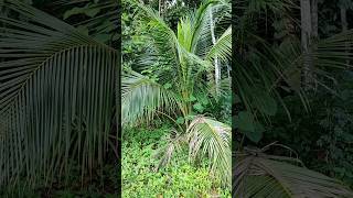 തെങ്ങ് | ☺🥰😙 Coconut Tree | #malayalam #shorts #mygarden #LifeOfSandeepChandran