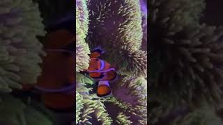 Clownfish and coral, special pets sold in China online 小丑魚，珊瑚，中國在線銷售寵物