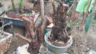 Koleksi hasil buruan Bonsai santigi