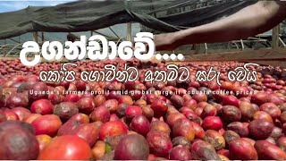 උගන්ඩාවේ කෝපි ගොවීන්ට අතමිට සරු වෙයි