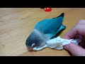 必死にティッシュを引っ張るボタンインコのぼーちゃんpart2