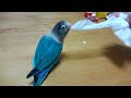 必死にティッシュを引っ張るボタンインコのぼーちゃんpart2