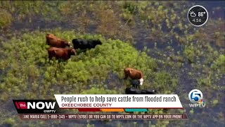 Cows dead, many more at risk after Okeechobee County ranch floods