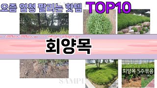 요즘 많이 팔린 회양목 추천 Top10