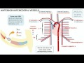 2 Minute Anatomy - Intercostal vessels