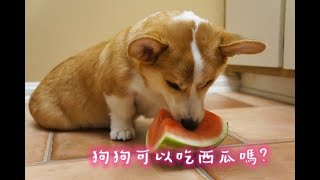 【Pet More】狗狗可以吃西瓜嗎?｜寵物健康｜狗狗貓咪日常｜寵物生活