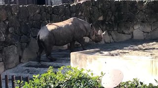 マロくんとアルゴちゃんのようすです。【2023年2月16日】【上野動物園】ヒガシクロサイ