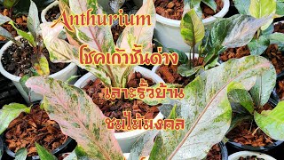 พาชมไม้มงคล โชคเก้าชั้นด่าง อโกลนีมา Anthurium Hybrid Aglaonema Moradoklok🌿💚🌿