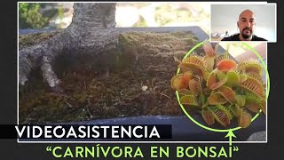 Bonsai Online - Videoasistencia Carlos