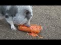 tilly the pig eats spaghetti