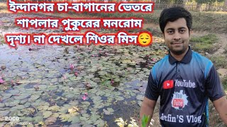 ইন্দানগর চা-বাগানের ভেতরে এত সুন্দর শাপলার পুকুরBeautiful Shuffler pond inside Indranagar tea garden