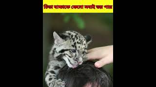 চিতা বাচ্চাকে দেখে কেনো সব পশুরা ভয় পায় #trending #shorts #viral