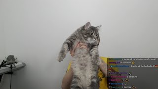 230929 Jae playing with his cats on stream...