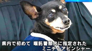 嘱託警察犬　引退のミニチュアピンシャー指導手に感謝状　和歌山県警