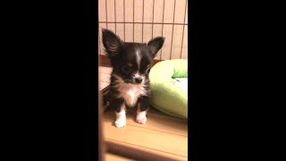 初めて極小チワワがうちに来た日【458g】The day the Chihuahua puppy first came to our house  ＃shorts