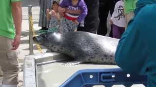 須磨海浜水族園　アザラシにタッチ　その１ Contact with a seal part1