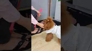 Cute dog🐕‍🦺 Animal #shorts #dog