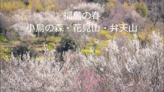 福島の春　小鳥の森・花見山・弁天山