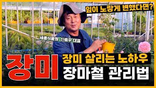 장미 장마철 관리법 장미 살리는 노하우! 장미 잎이 노랗게 변했다면? #장미 #장미뿌리 #장미키우기 / 세종식물원