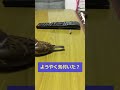 雀　フィルムで遊ぶ　 shorts すずめ bird