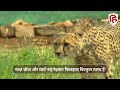 good news cheetah ने चार शावकों को दिया जन्म cheetah cubs born in kuno national park video