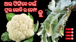 ଫୁଲ କୋବି ଡେମ୍ଫ ରେସିପି ନୂଆ ତରିକାରେ ଭିଡ଼ିଓ ଟି ଦେଖିଲେଜାଣିବେ❗ phulokobidempha recipe @nchandrikachhabi