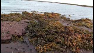 Seaweed Secrets - Prince Edward Island, Canada