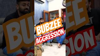 Why Is Bubzee Aggressive ? Explained By Namita From Namitaology To Aman \u0026 Bully. #shorts #pitbull