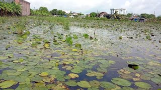 tiada kata seindah demak ❗❗mancing nila liaran Demak | masih di beri cinta nya sama dek nila