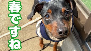 春のお散歩は気持ちがいいです【ミニピン ジロ】【Miniature Pinscher】