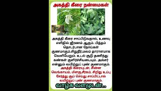 இவ்வளவு நன்மைகளைத் தருமா அகத்தி கீரை Health tips in Tamil