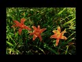 山谷的金針花 daylilies in the valley