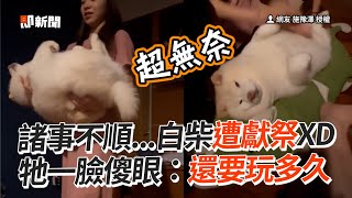 柴犬被媽高捧大玩獻祭戲碼　一臉傻眼：要演多久｜狗｜寵物