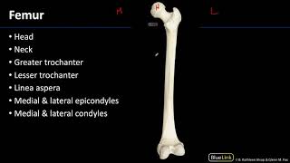 MSK Lab 2 Station 14 - Femur and Patella