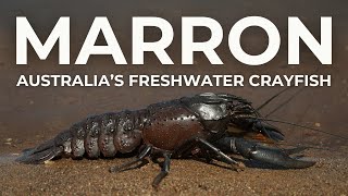 Discover the Delicacy: All About Marron, Australia's Freshwater Crayfish