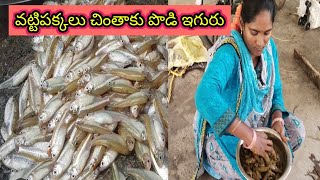 వట్టిపక్కెలు  చింతాకుపొడి ఎగురు టేస్ట్ అయితే అదిరిపోయింది!!Village Vattipakkalu chintaku eguru.