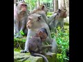 OMG !! Beloved Big Family Monkey Shared Food Family Monkey Party And Animal Life #594