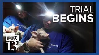 First day in court for animal activists accused of stealing two piglets from Utah factory farm