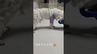 우리 뚱이 싫어할줄알았더니 심취 #16살 #dog #노견 #댕댕이 #멍멍이 #강아지 #노령견  #🐶 #shorts