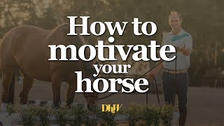 How to Motivate your Horse - Office Hours with Tik Maynard