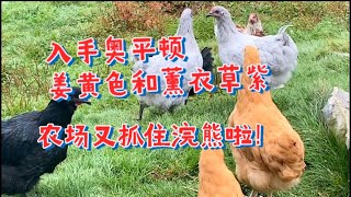 入手奥平顿姜黄色/薰衣草紫！农场又抓到浣熊啦！