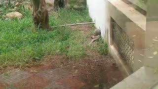 Zoological Park.. VELLORE Amirthi forest. #2VLOG #Small zoo  #waterfalls